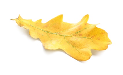 Beautiful autumn leaf on white background. Fall foliage