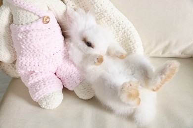 Photo of Fluffy white rabbit on sofa. Cute pet