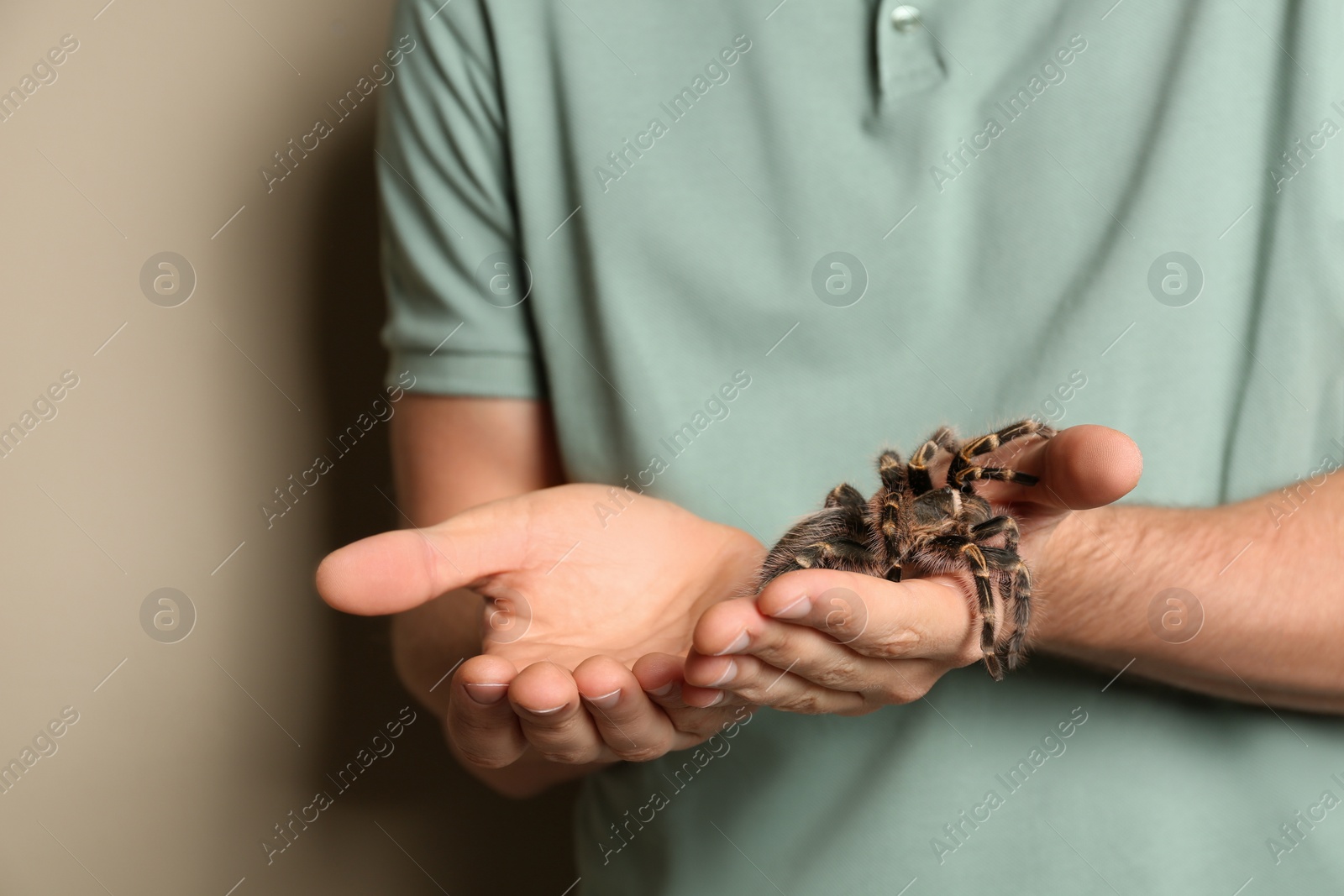 Photo of Man holding striped knee tarantula on beige background, closeup