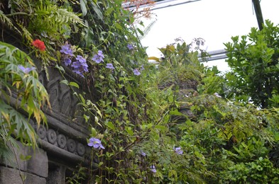 Photo of Many different plants on stone structure in greenhouse