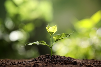 Photo of Young seedling in soil on blurred background