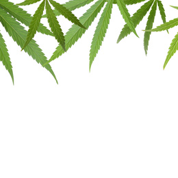 Image of Green leaves of hemp plant on white background
