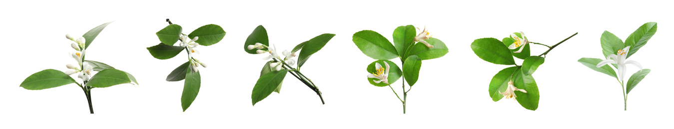 Set of beautiful blooming citrus flowers with green leaves on white background. Banner design