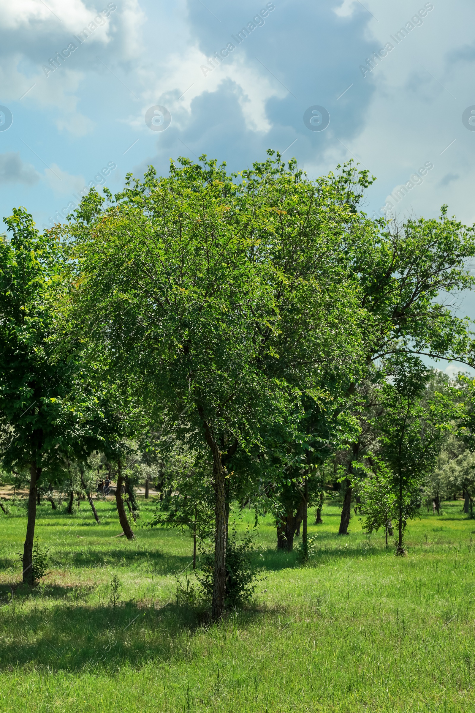 Photo of Beautiful young trees with lush green foliage outdoors on sunny day