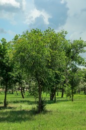 Photo of Beautiful young trees with lush green foliage outdoors on sunny day