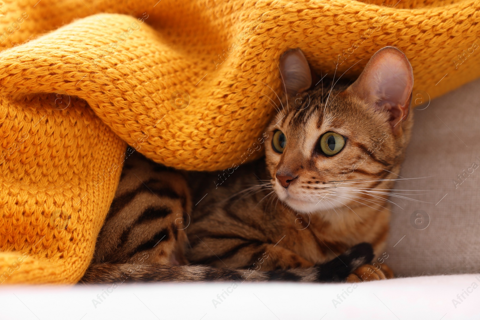 Photo of Cute Bengal cat lying on sofa at home, closeup. Adorable pet