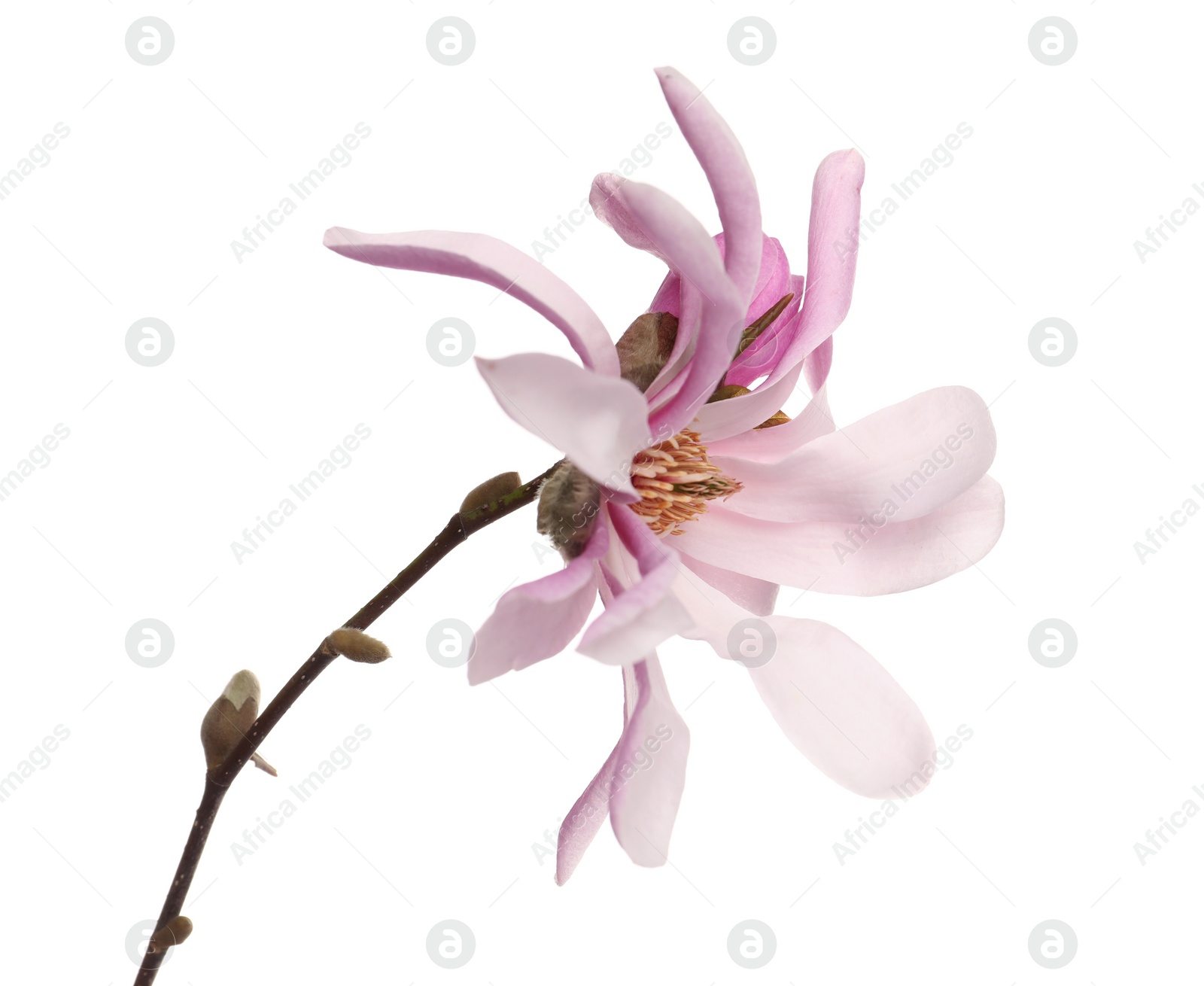 Photo of Magnolia tree branch with beautiful flower isolated on white