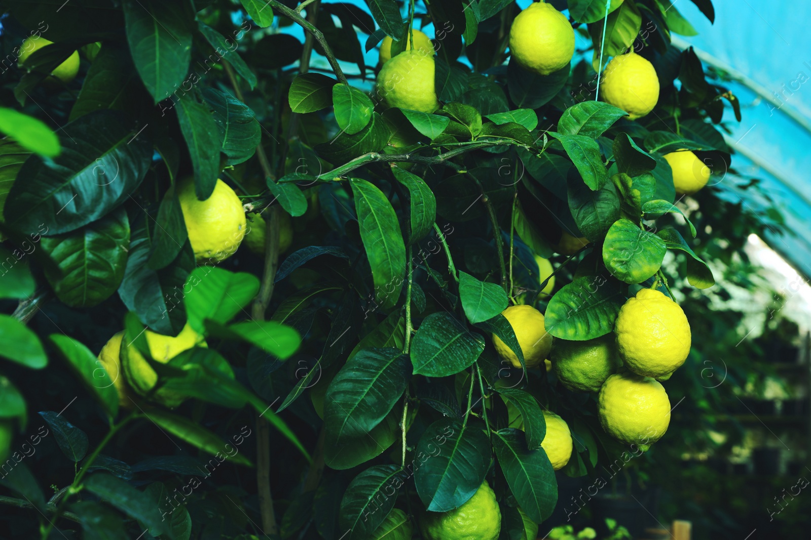 Photo of Tree branches with green leaves and unripe lemons in greenhouse