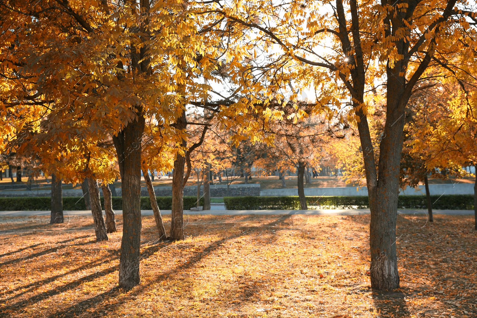 Photo of Beautiful autumn city park with fallen leaves on ground