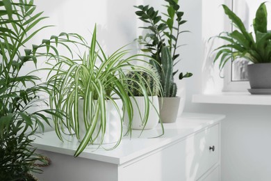 Many beautiful potted houseplants growing near window indoors