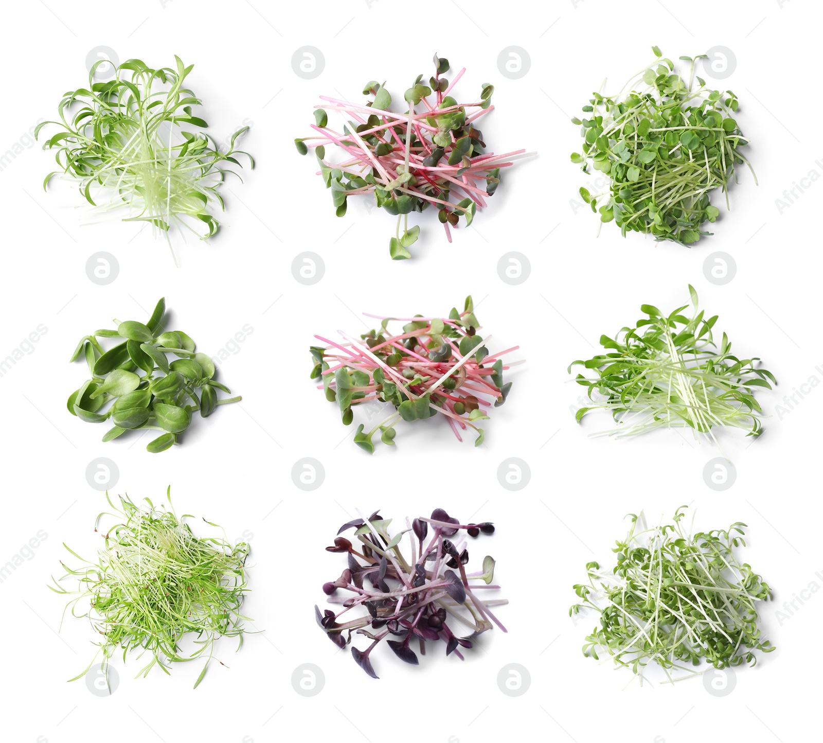 Image of Set of different fresh microgreens on white background