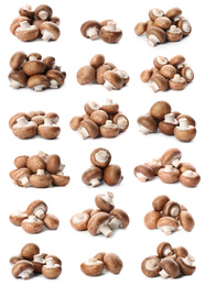 Image of  Set with fresh champignon mushrooms on white background