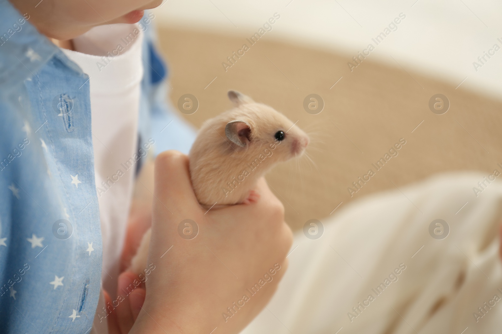 Photo of Little girl holding cute hamster at home, closeup