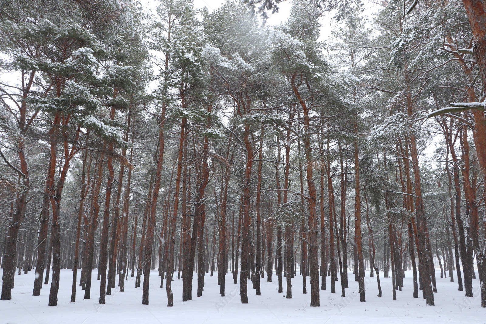 Photo of Picturesque view of beautiful forest covered with snow