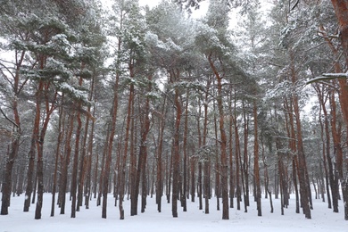 Photo of Picturesque view of beautiful forest covered with snow