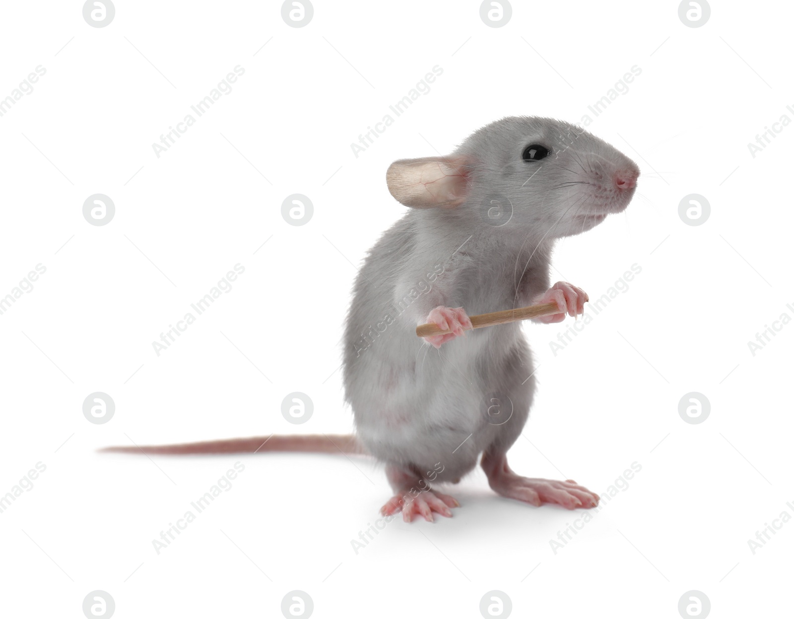 Photo of Small fluffy grey rat holding toothpick on white background