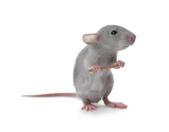 Small fluffy grey rat holding toothpick on white background