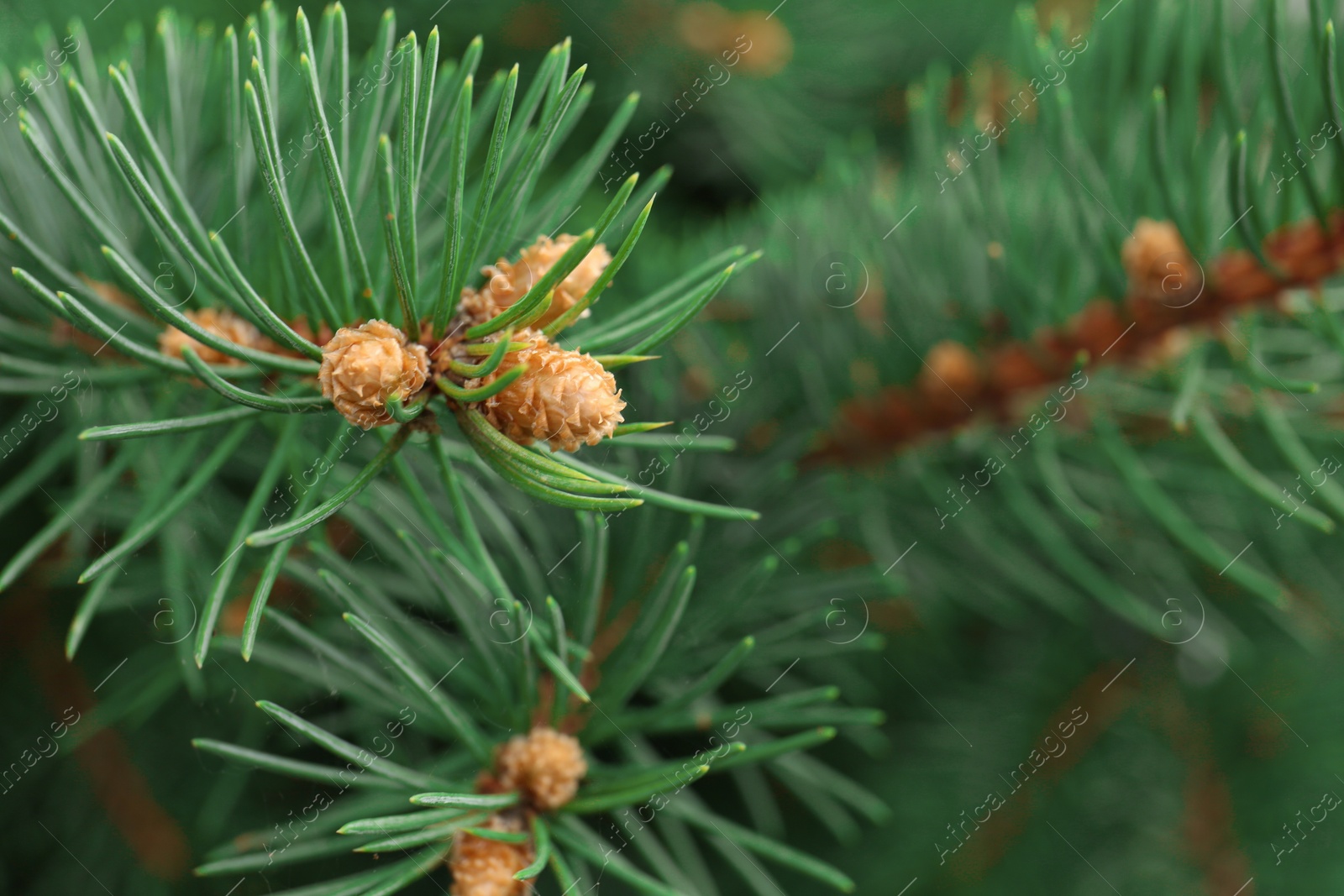 Photo of Beautiful branch of coniferous tree, closeup view