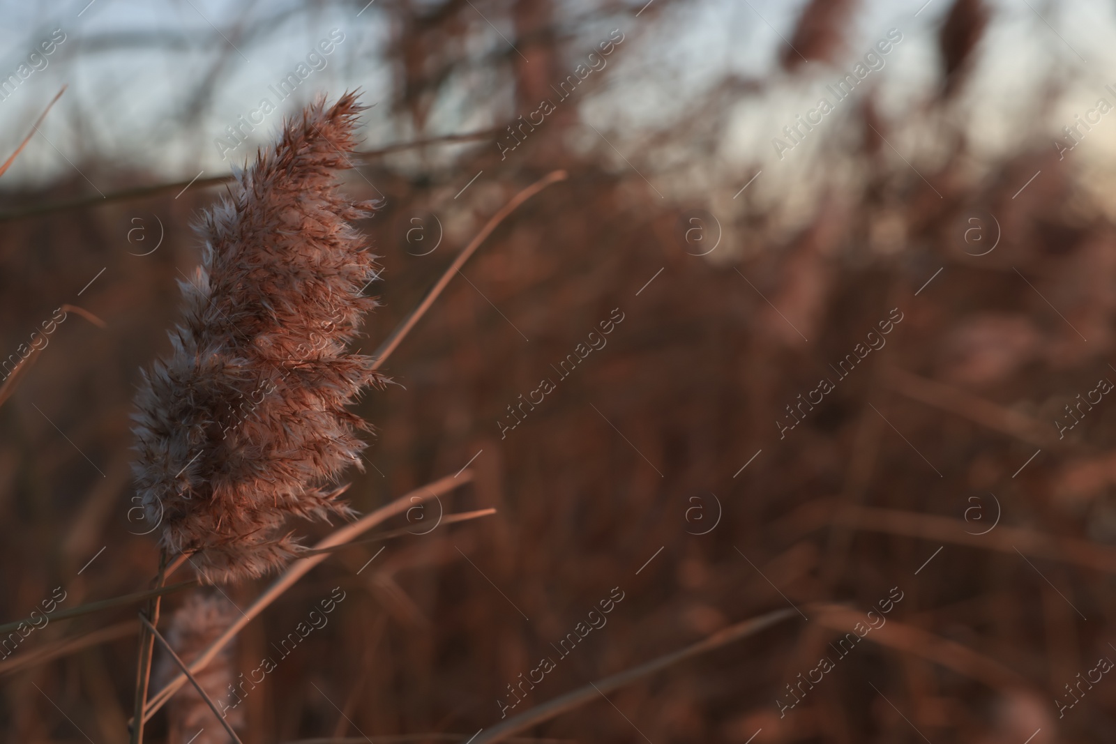 Photo of Beautiful reed plant outdoors, closeup. Space for text