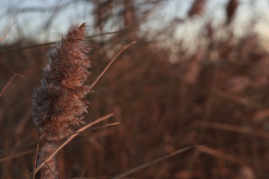 Beautiful reed plant outdoors, closeup. Space for text
