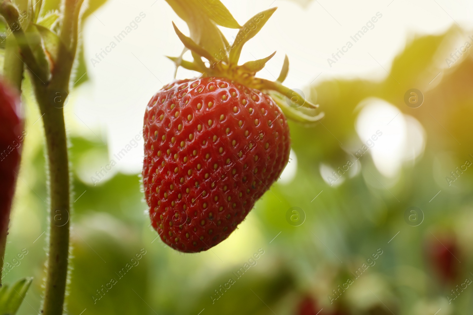 Photo of Strawberry plant with ripening berry growing in garden, closeup