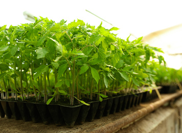 Photo of Many green tomato plants in seedling tray on table