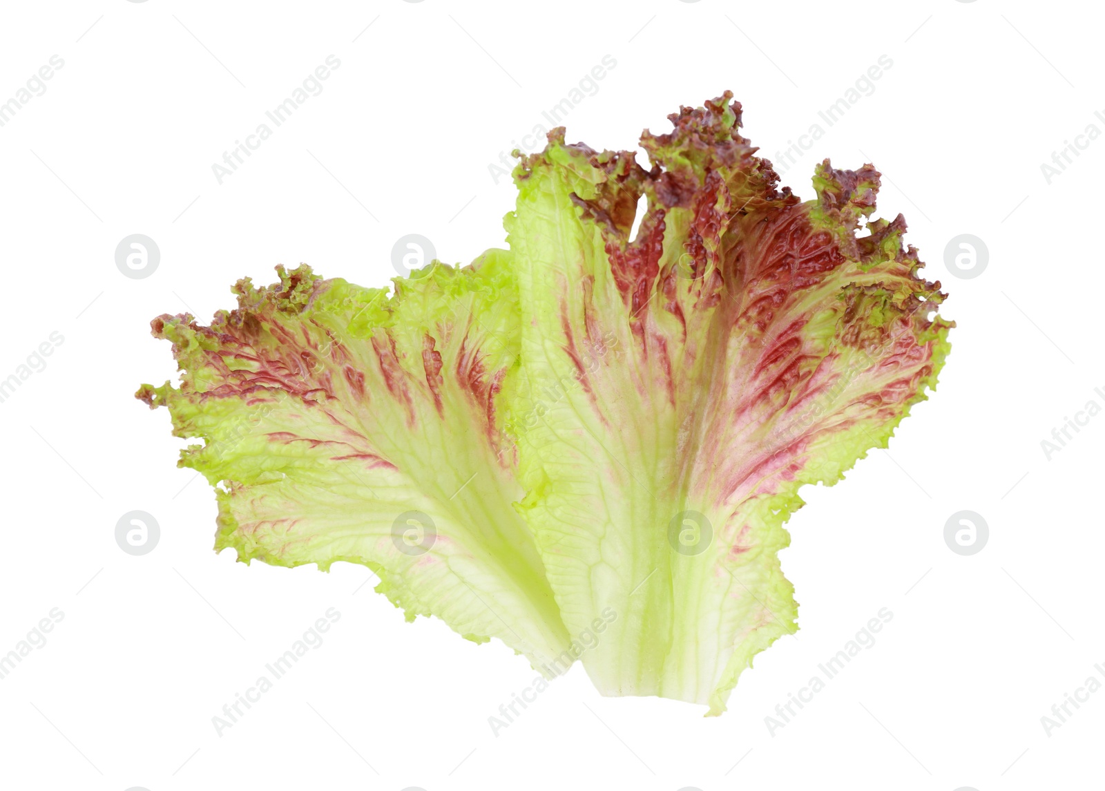 Photo of Leaves of fresh red coral lettuce isolated on white