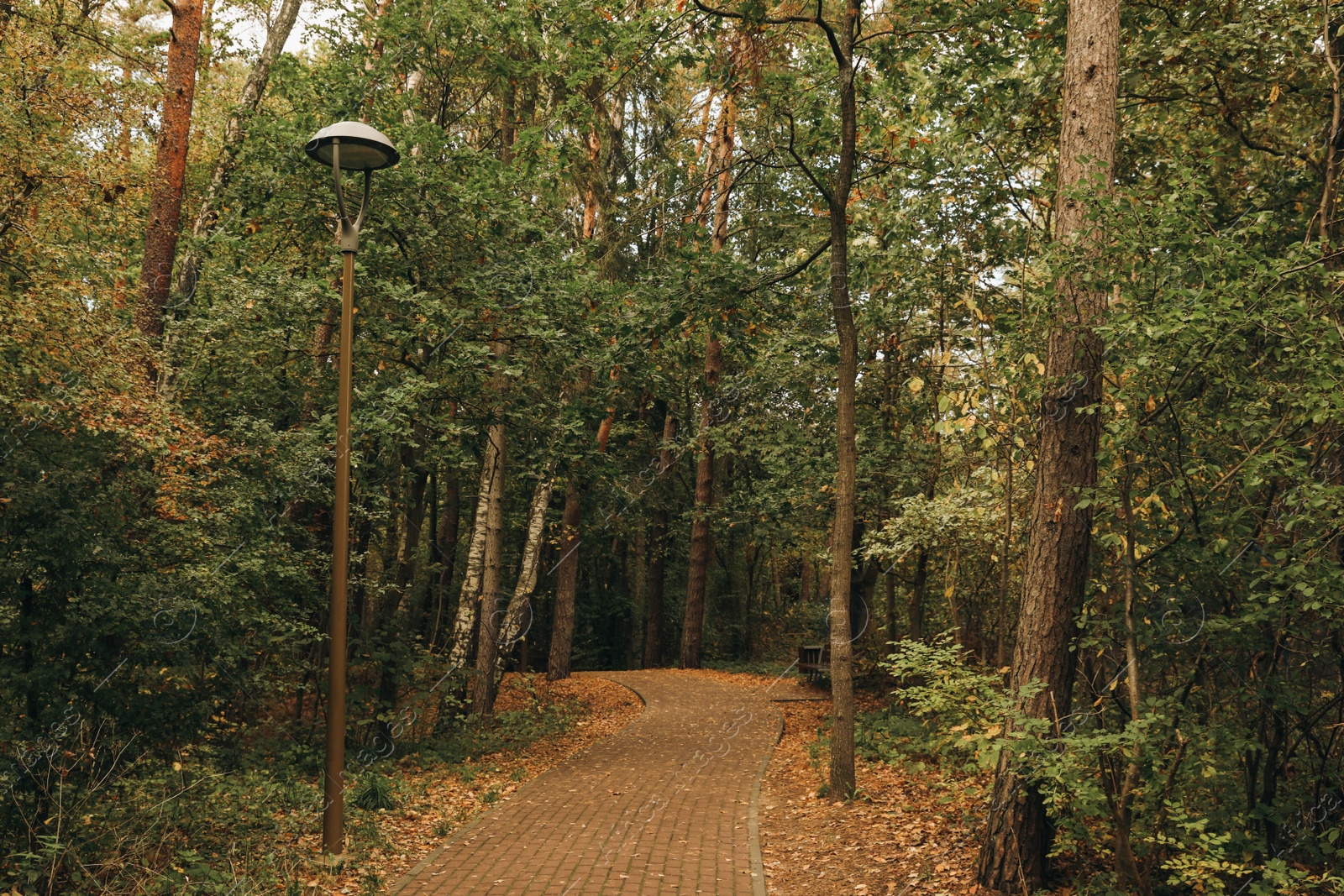 Photo of Many beautiful trees and pathway in park