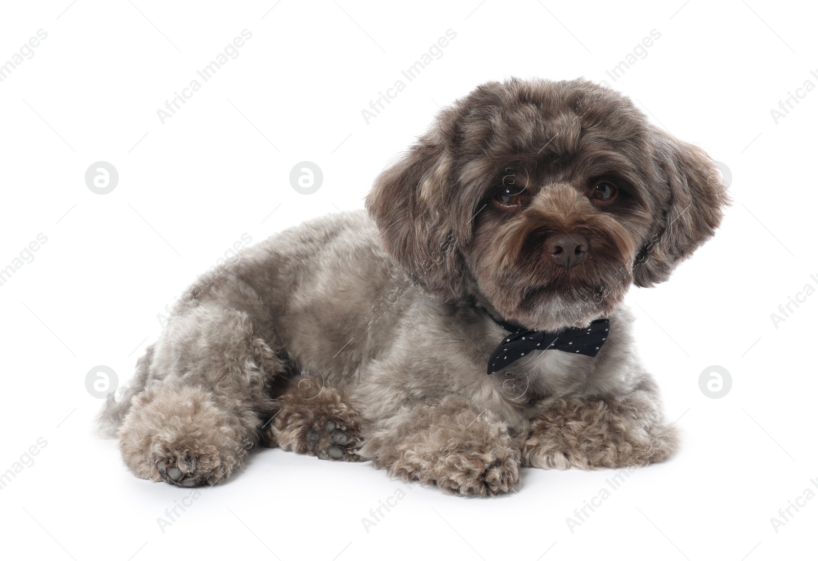 Photo of Cute Maltipoo dog with bow tie on white background. Lovely pet