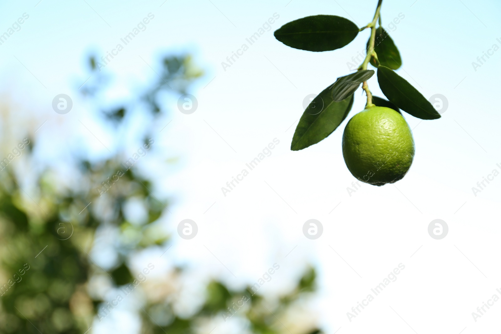 Photo of Ripe lime growing on tree against sky, closeup. Space for text