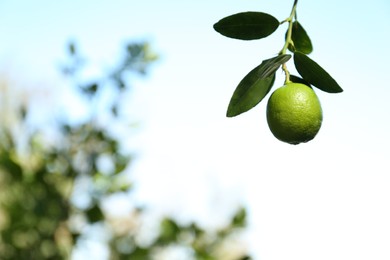 Ripe lime growing on tree against sky, closeup. Space for text