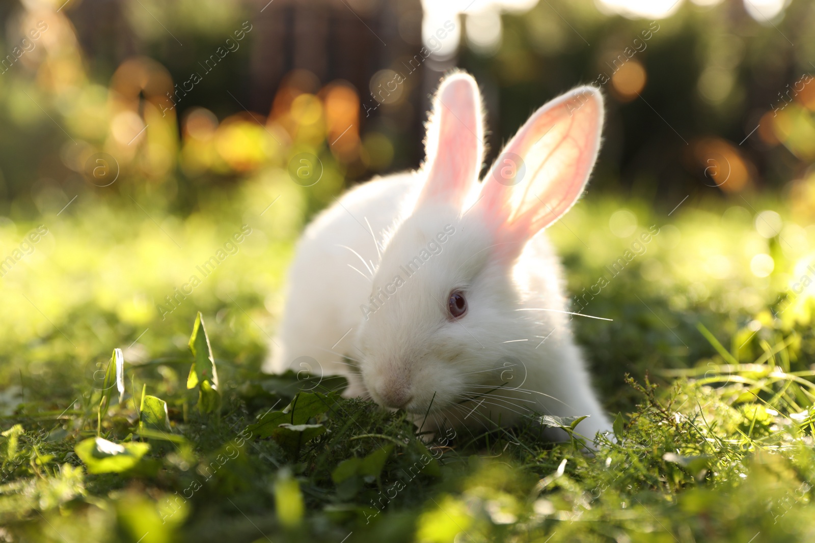 Photo of Cute white rabbit on green grass outdoors