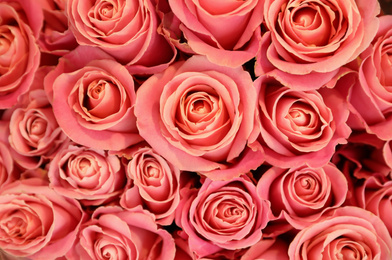 Photo of Beautiful pink roses as background, top view. Floral decor