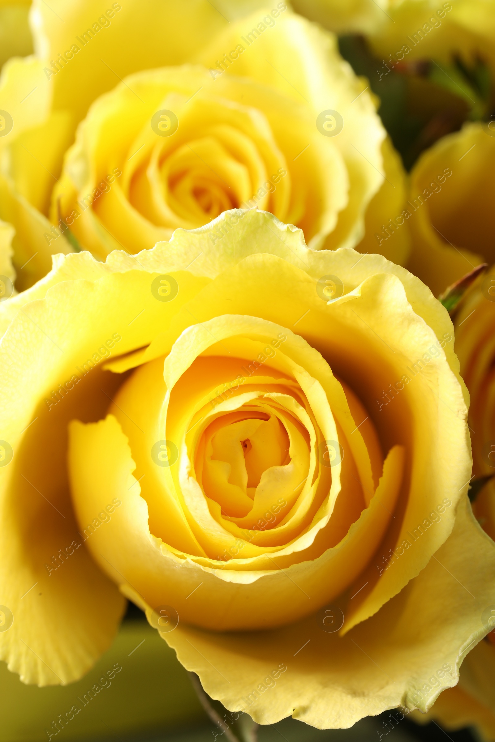 Photo of Beautiful roses with yellow petals as background, closeup