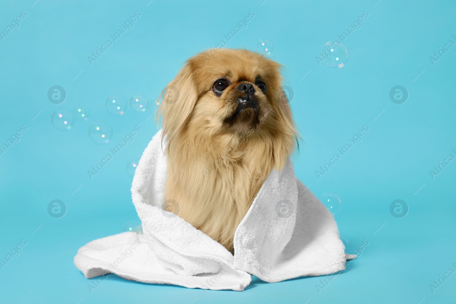 Photo of Cute Pekingese dog wrapped in towel and bubbles on light blue background. Pet hygiene