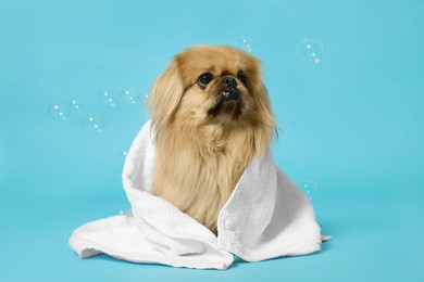 Photo of Cute Pekingese dog wrapped in towel and bubbles on light blue background. Pet hygiene