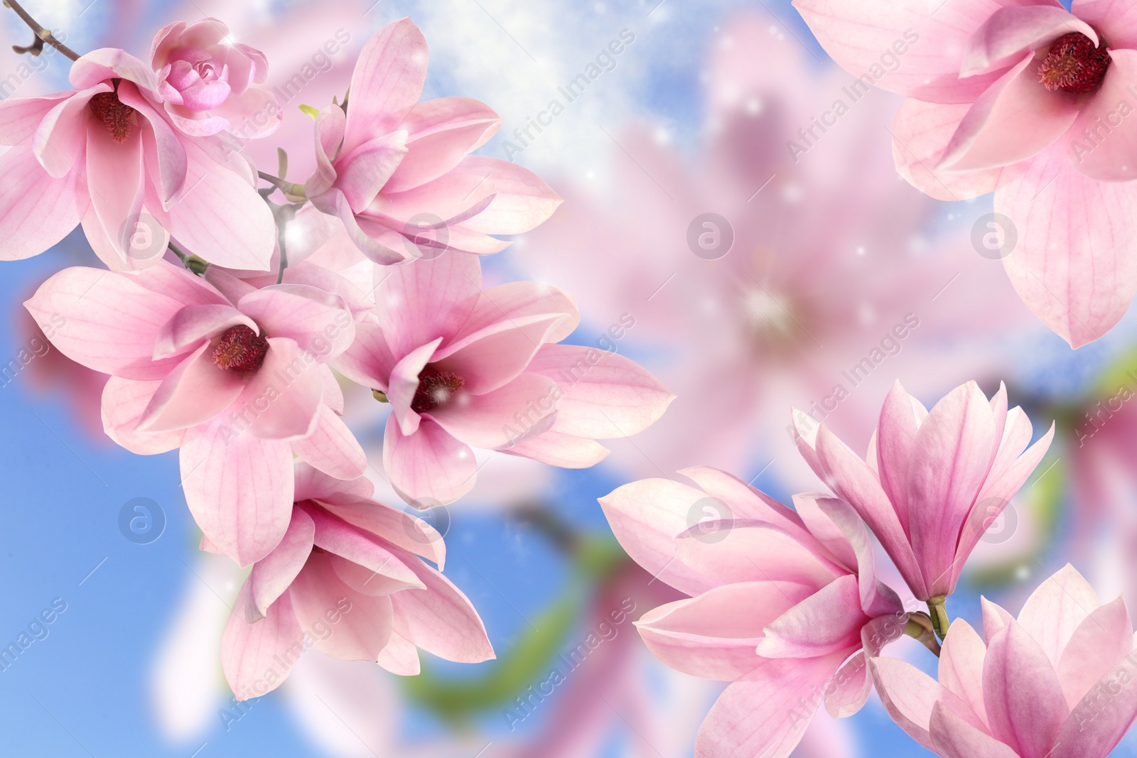 Image of Beautiful pink magnolia flowers outdoors. Amazing spring blossom