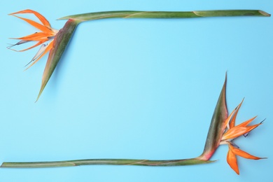 Photo of Creative composition with bird of paradise flowers on blue background. Tropical plant