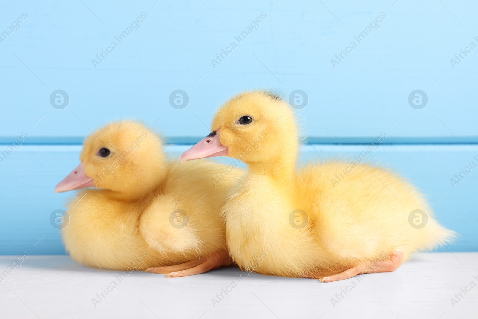 Photo of Baby animals. Cute fluffy ducklings on white wooden table near light blue wall