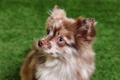 Photo of Cute fluffy little dog on green grass