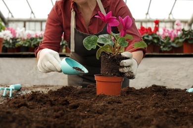 Photo of Woman potting flower in greenhouse, closeup. Home gardening