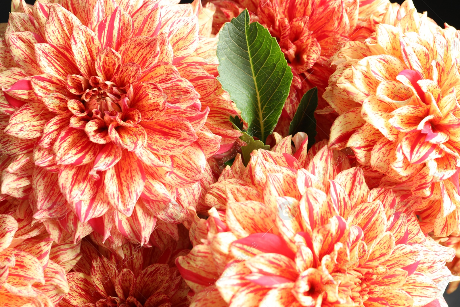 Photo of Beautiful coral dahlia flowers as background, closeup