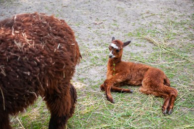 Photo of Huacaya alpaca in zoo on sunny day. Baby animal