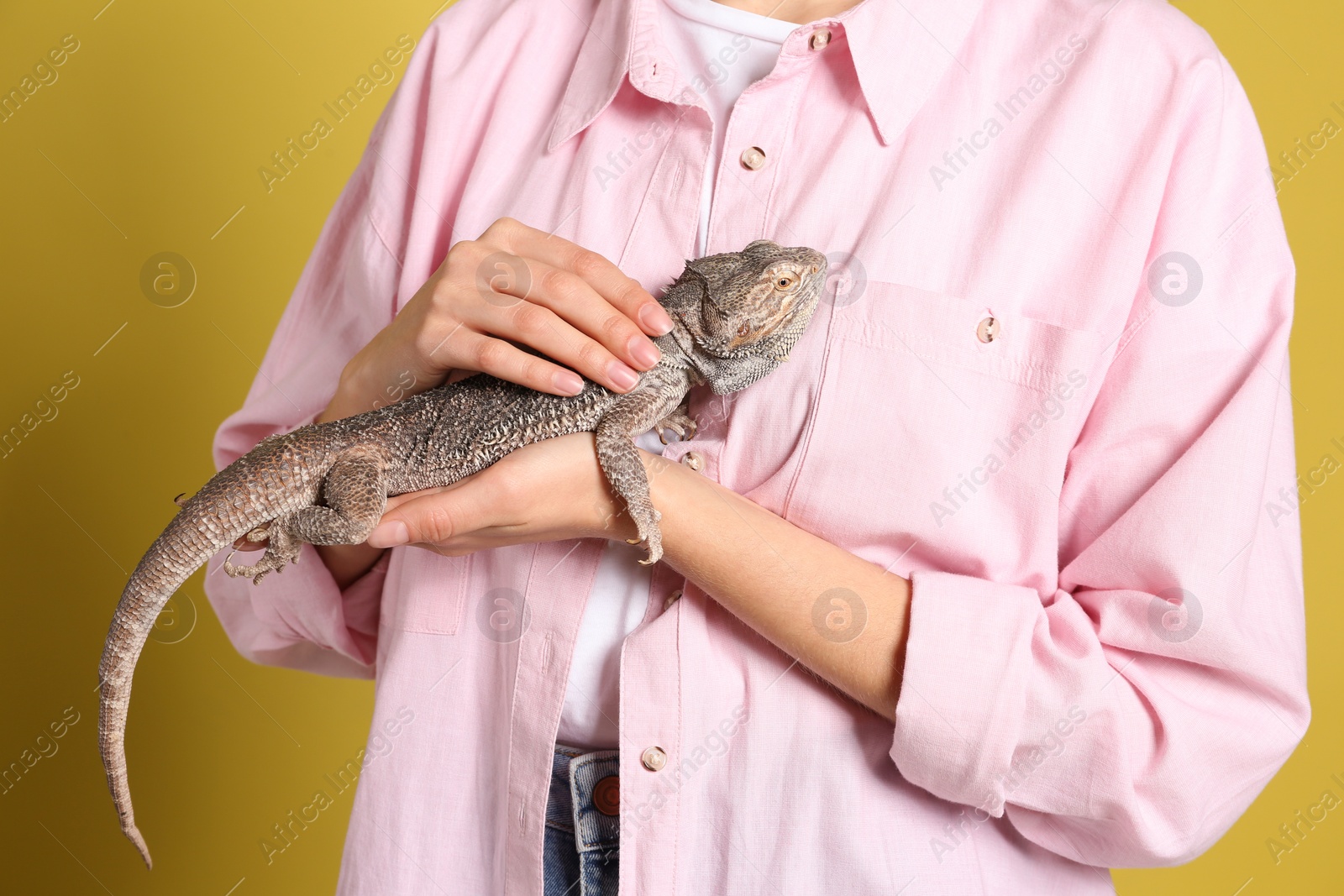 Photo of Woman holding bearded lizard on yellow background, closeup. Exotic pet