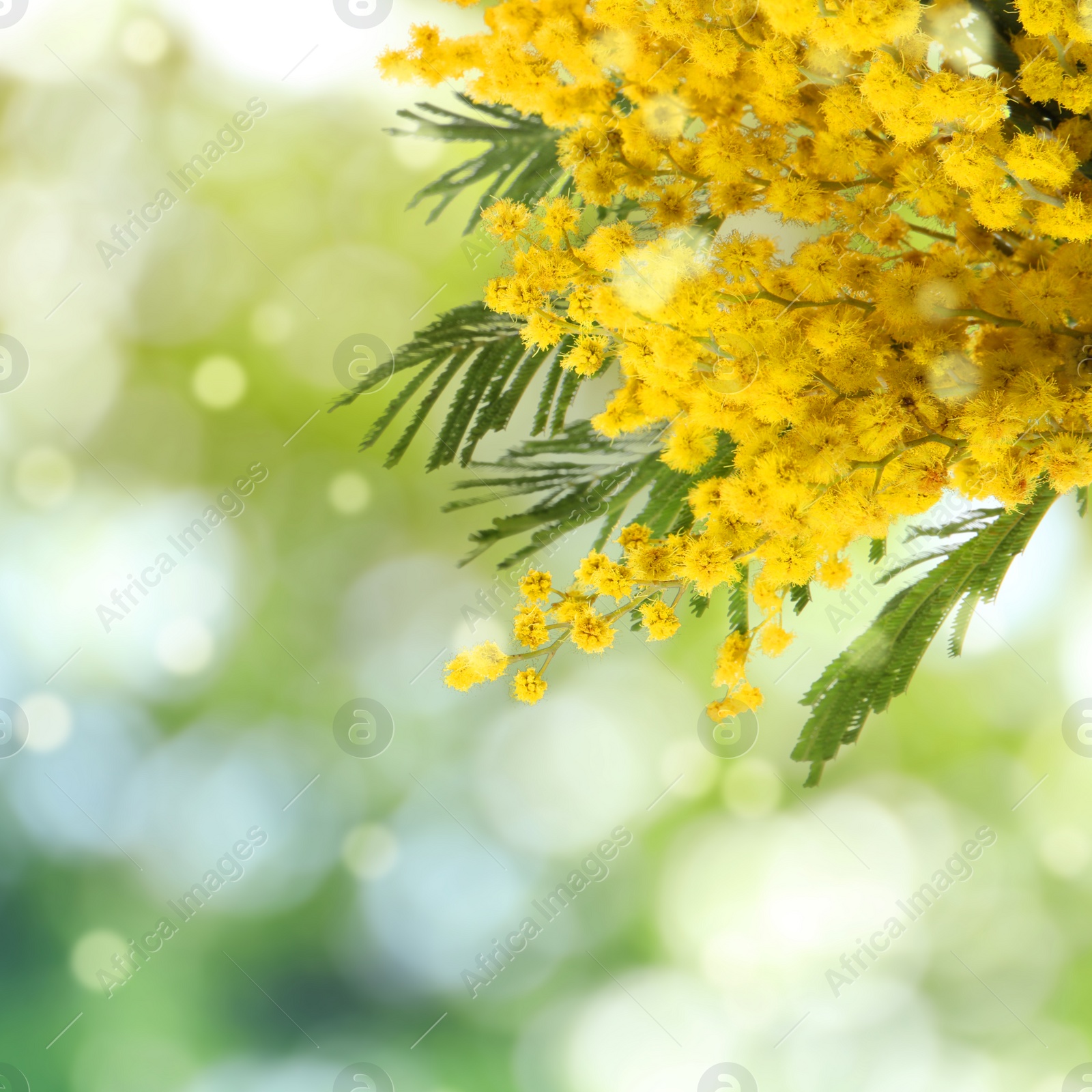 Image of Beautiful yellow mimosa flowers outdoors on sunny day. Bokeh effect