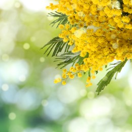 Beautiful yellow mimosa flowers outdoors on sunny day. Bokeh effect