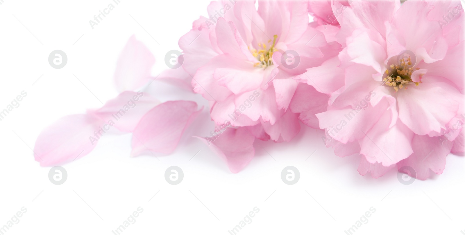 Photo of Beautiful pink sakura blossoms and petals isolated on white