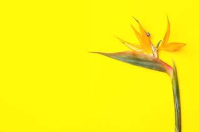 Photo of Beautiful bird of paradise flower on yellow background. Tropical plant