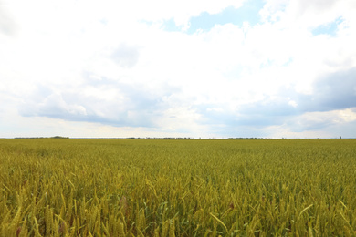 Photo of Agricultural field with ripening cereal crop on cloudy day