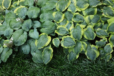 Beautiful hostas and green grass outdoors, top view